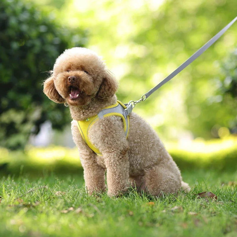 No-Choke Breathable Mesh Harness & Leash Set